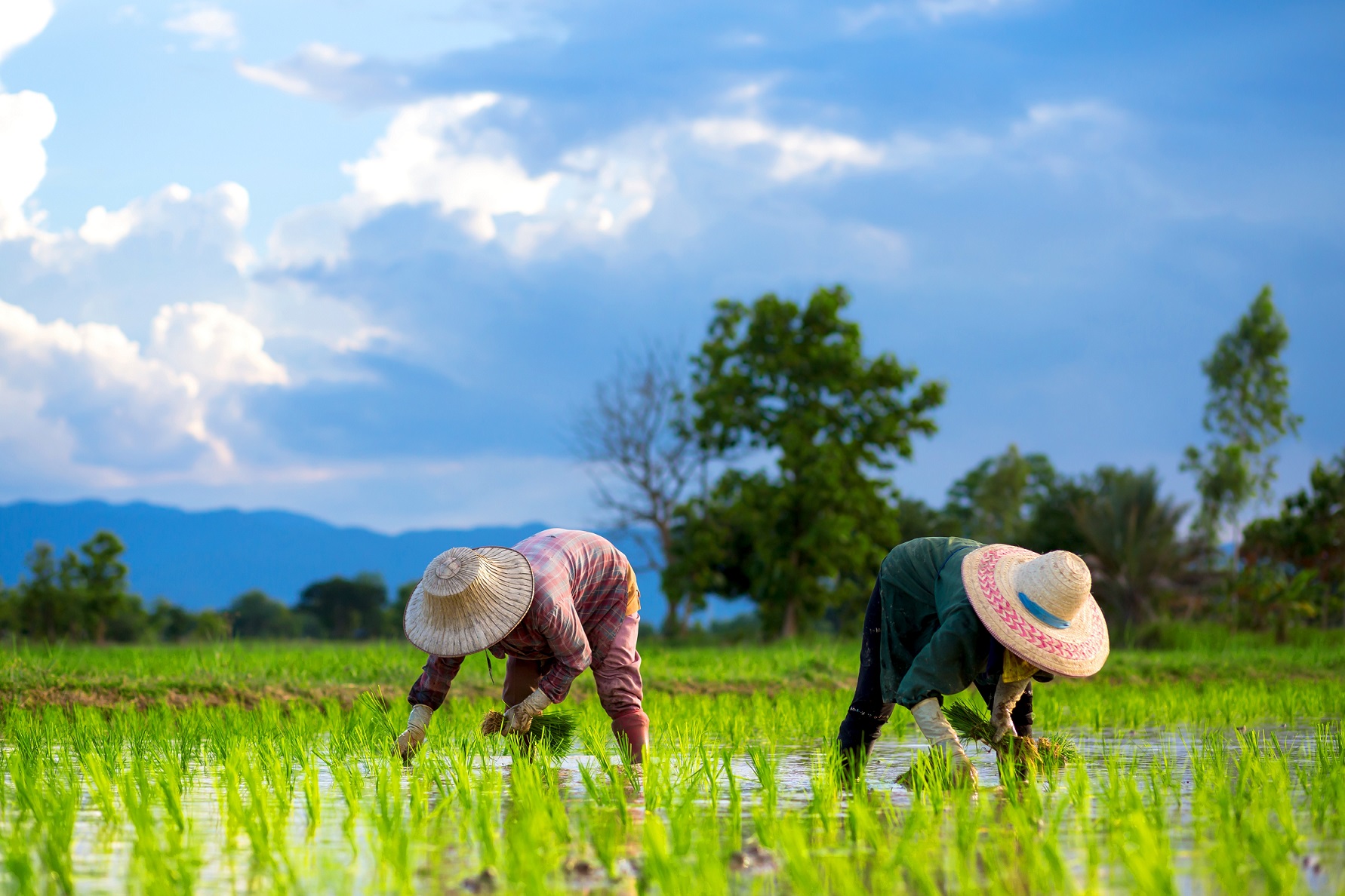 21677396 - farmers are planting rice in the farm.