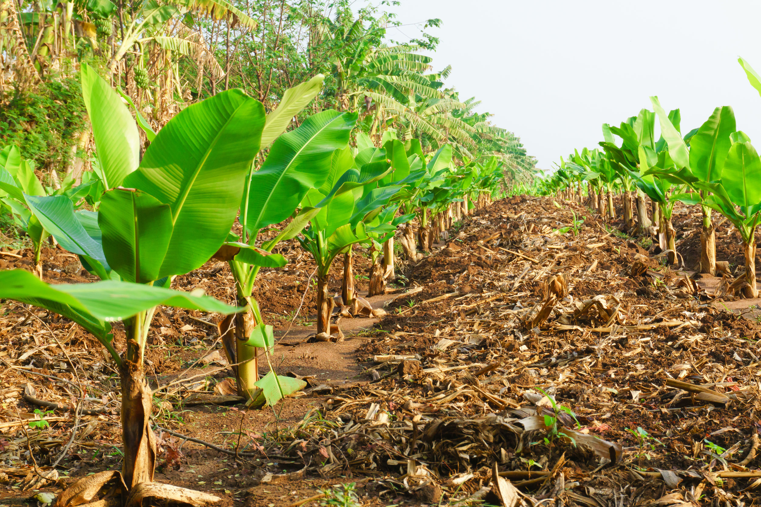 97694558 - banana plantation. banana farm. young banana plants in rural farm in thailand.