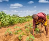 A useful agromet project in Paraguay...